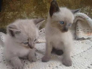 Gato raça  idade Abaixo de 2 meses nome Não tem nome