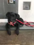 MAGALI