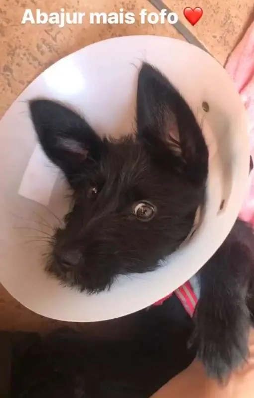 Cachorro ra a SRD idade 2 a 6 meses nome MAGALI