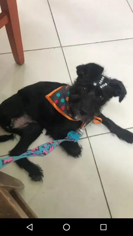 Cachorro ra a SRD idade 2 a 6 meses nome MAGALI