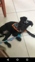 MAGALI