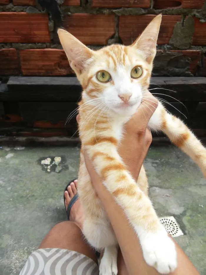 Gato ra a Viralata idade 2 a 6 meses nome Felix