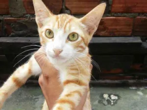 Gato raça Viralata idade 2 a 6 meses nome Felix