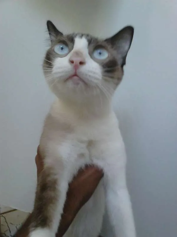 Gato raça ? idade 1 ano nome Chimaru