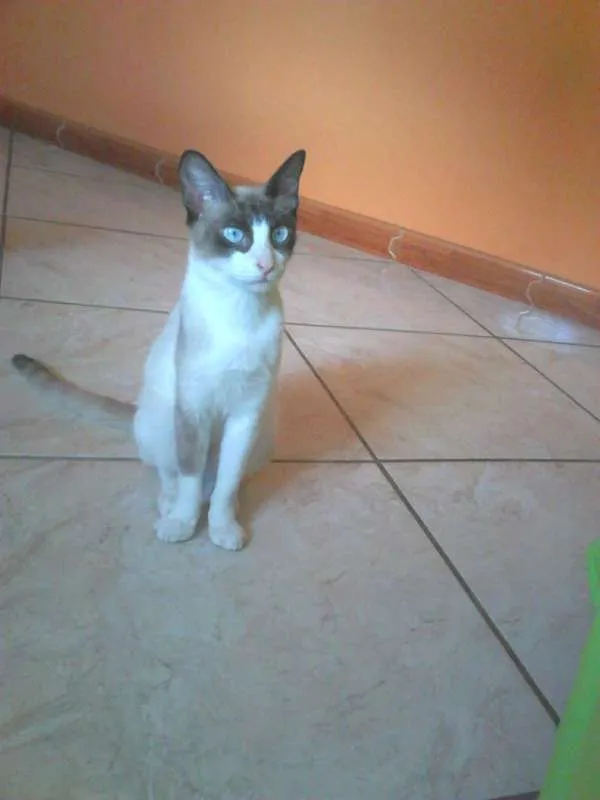 Gato raça ? idade 1 ano nome Chimaru