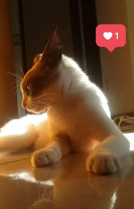 Gato raça ? idade 1 ano nome Chimaru