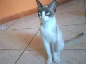Gato raça ? idade 1 ano nome Chimaru