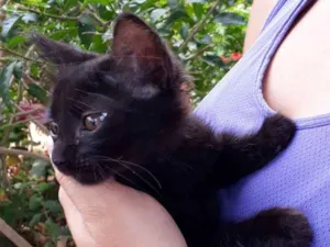 Gato raça Não definida idade Abaixo de 2 meses nome Meia Noite