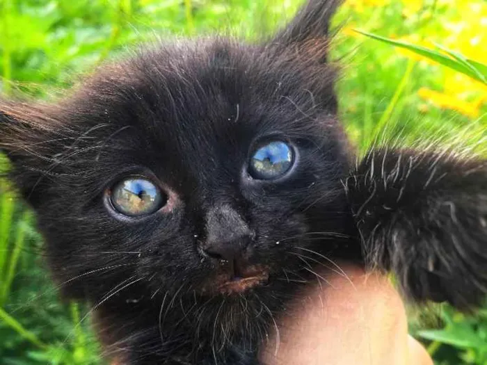 Gato ra a Gato idade Abaixo de 2 meses nome Não colocamos nomes 