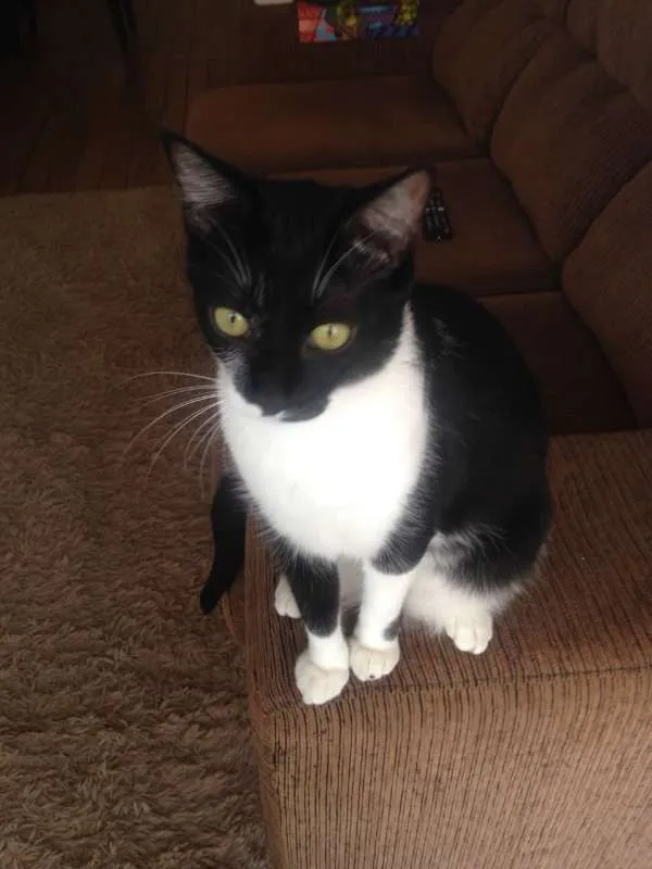 Gato ra a Vira lata idade 1 ano nome Felix