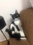 Felix