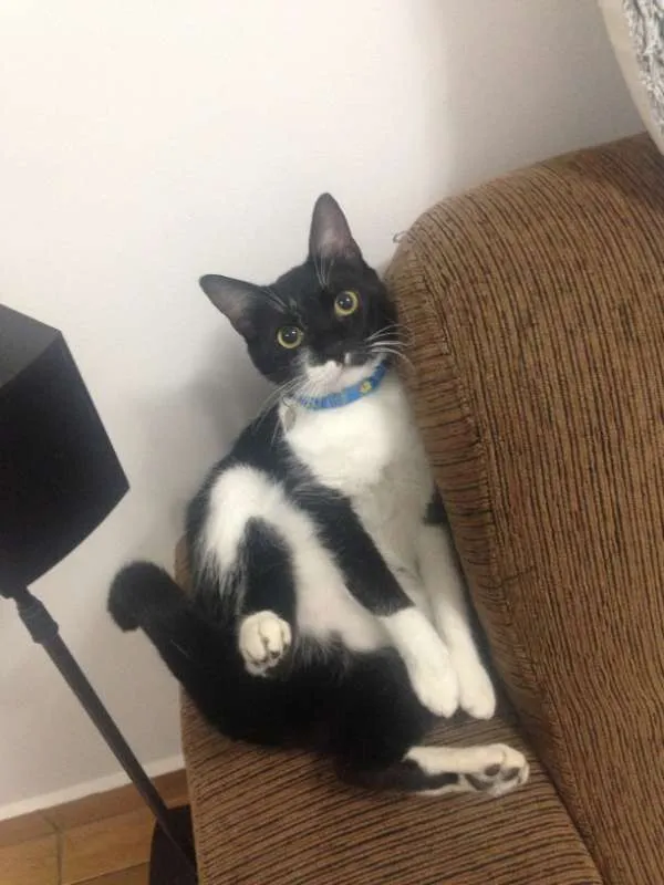 Gato ra a Vira lata idade 1 ano nome Felix