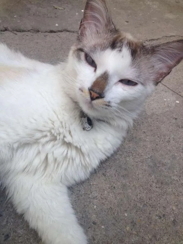 Gato ra a Não sei idade 7 a 11 meses nome Gacuki