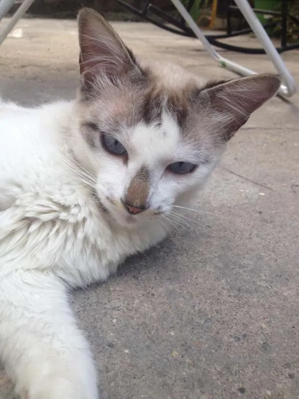 Gato ra a Não sei idade 7 a 11 meses nome Gacuki