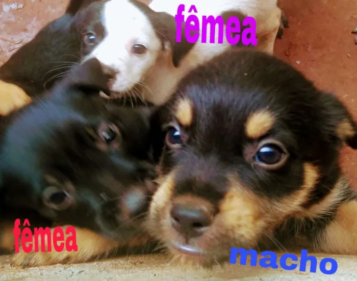 Cachorro ra a Mista idade Abaixo de 2 meses nome Filhotes