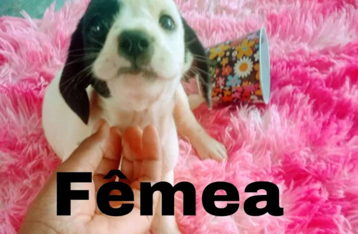 Cachorro ra a Mista idade Abaixo de 2 meses nome Filhotes