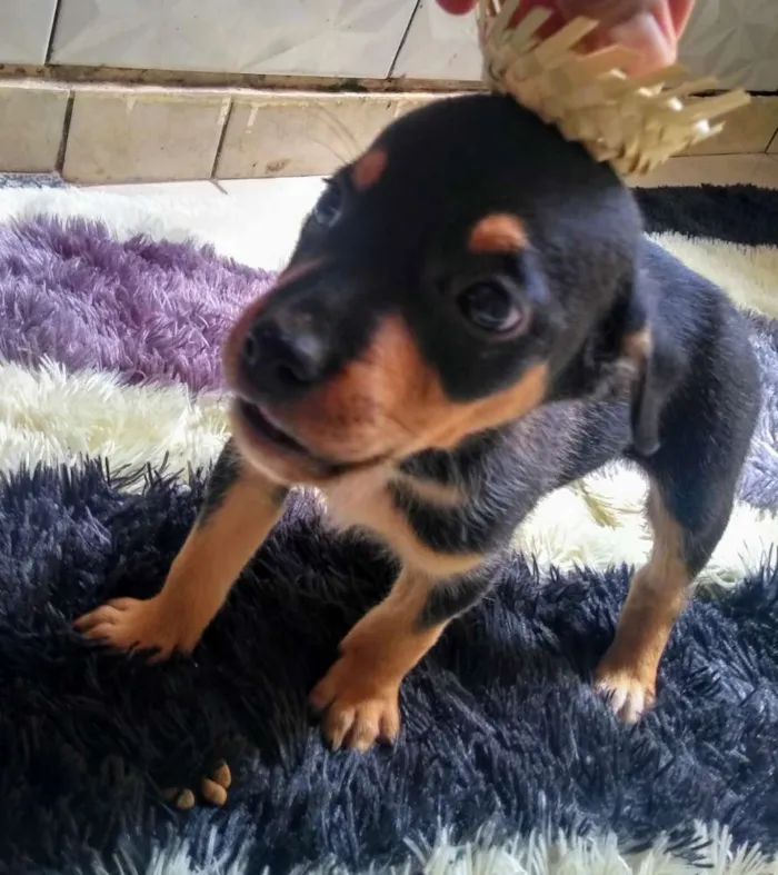 Cachorro ra a Mista idade Abaixo de 2 meses nome Filhotes