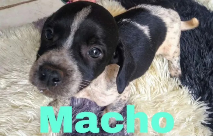 Cachorro ra a Mista idade Abaixo de 2 meses nome Filhotes