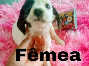 Cachorro raça Mista idade Abaixo de 2 meses nome Filhotes