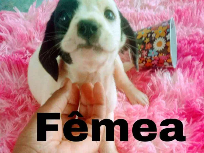Cachorro ra a Mista idade Abaixo de 2 meses nome Filhotes