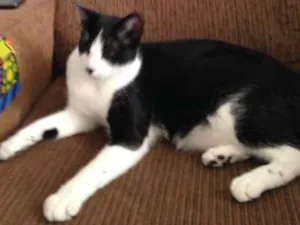 Gato raça Vira lata idade 1 ano nome Frajola