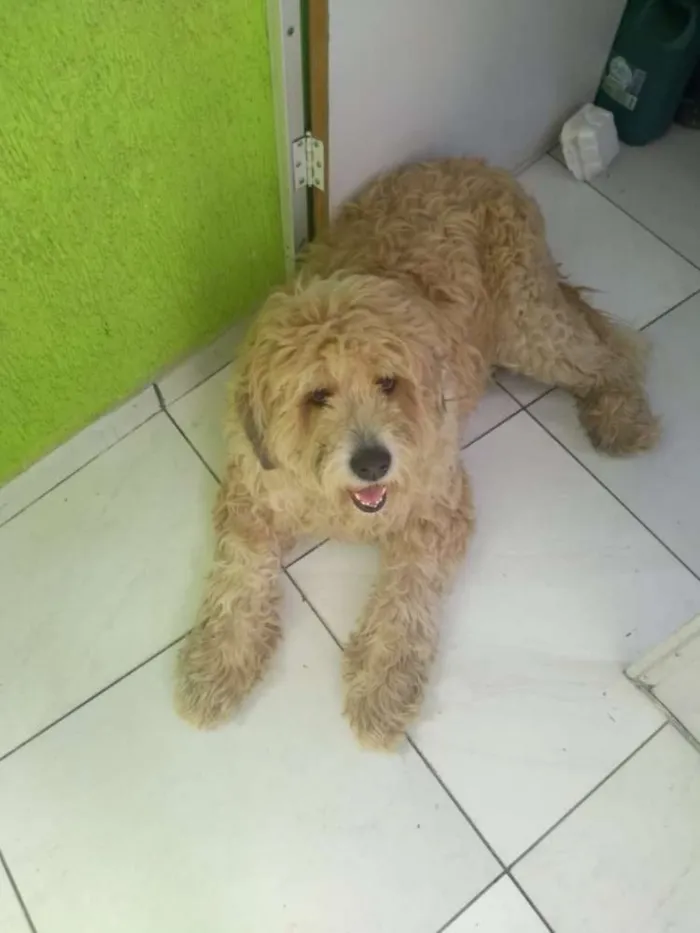 Cachorro ra a Vira lata idade 2 anos nome Totó