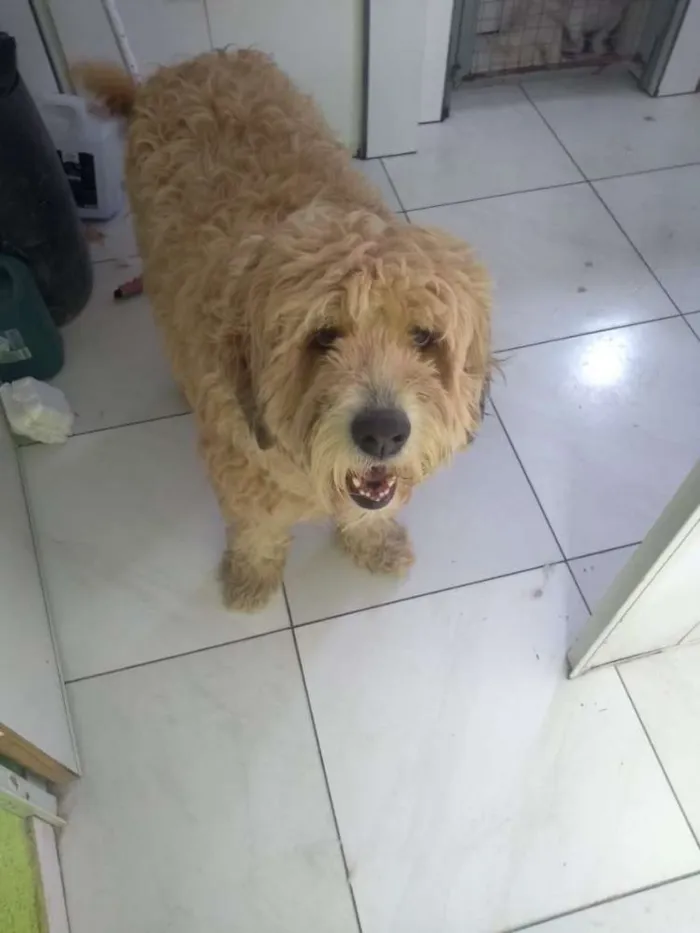 Cachorro ra a Vira lata idade 2 anos nome Totó