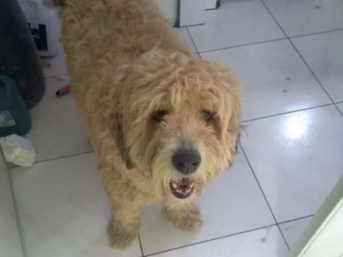 Cachorro ra a Vira lata idade 2 anos nome Totó