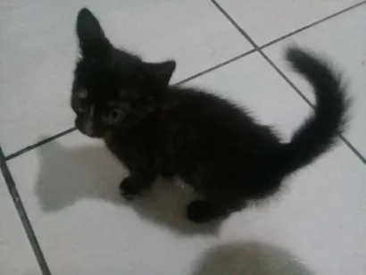 Gato raça SRD idade Abaixo de 2 meses nome Sem nome