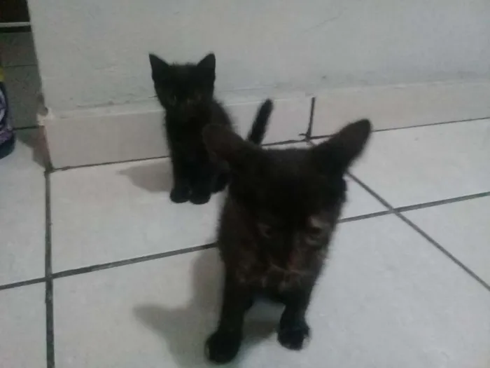 Gato ra a SRD idade Abaixo de 2 meses nome Sem nome