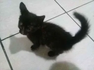 Gato raça SRD idade Abaixo de 2 meses nome Sem nome