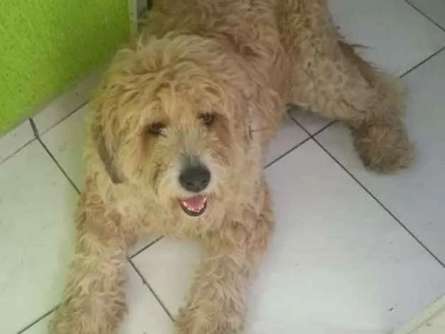 Cachorro ra a Vira lata idade 2 anos nome Totó