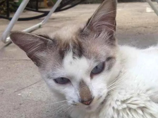 Gato ra a Não sei idade 7 a 11 meses nome Gacuki