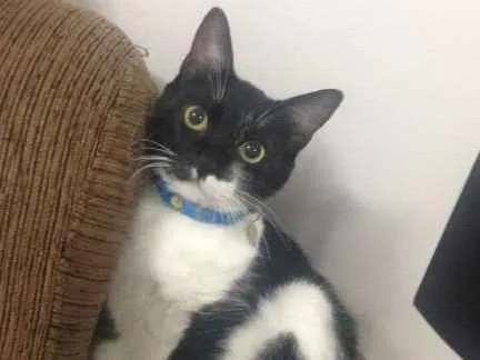 Gato ra a Vira lata idade 1 ano nome Felix