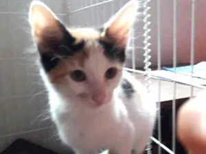 Gato raça  idade 2 a 6 meses nome polar sofia sarita