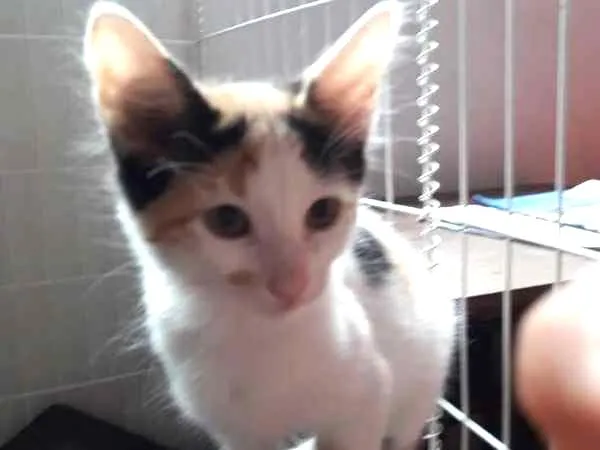 Gato ra a  idade 2 a 6 meses nome polar sofia sarita