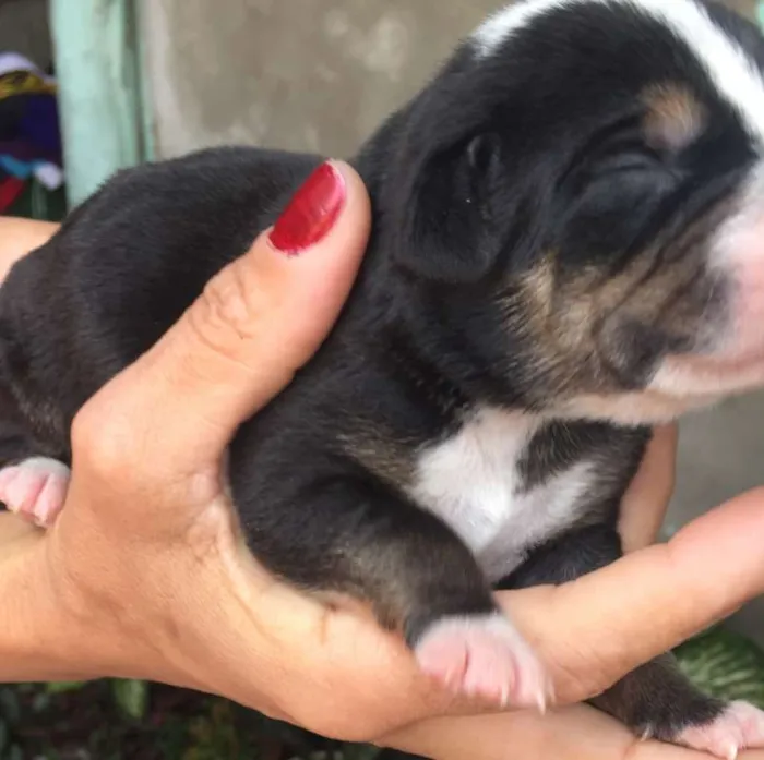 Cachorro ra a vira lata  idade Abaixo de 2 meses nome Filhotes 