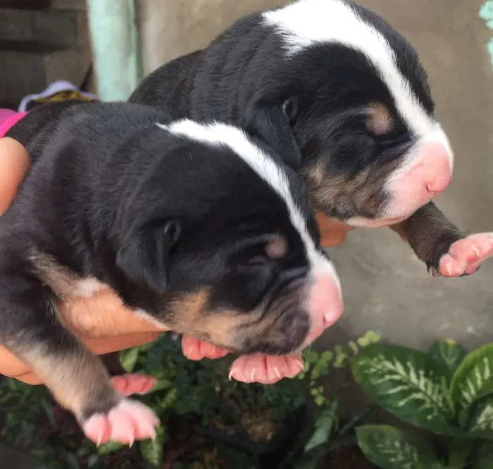 Cachorro ra a vira lata  idade Abaixo de 2 meses nome Filhotes 