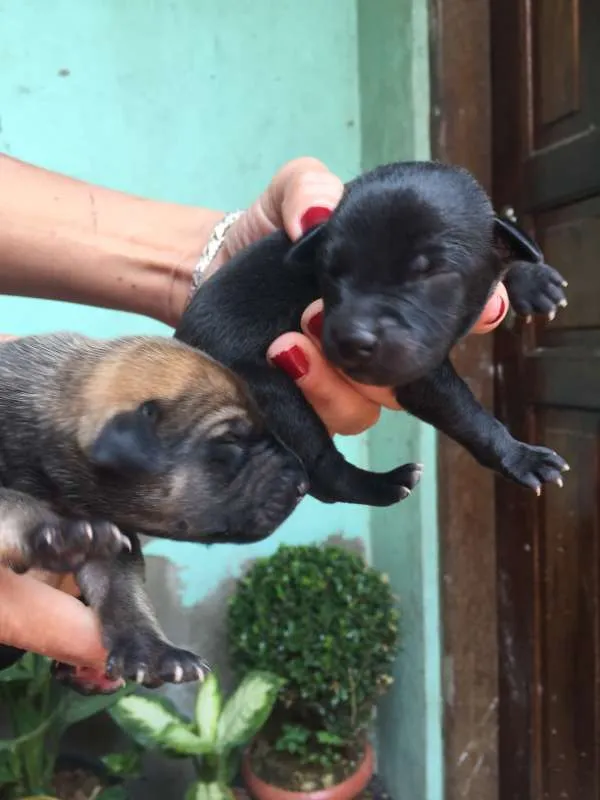 Cachorro ra a vira lata  idade Abaixo de 2 meses nome Filhotes 