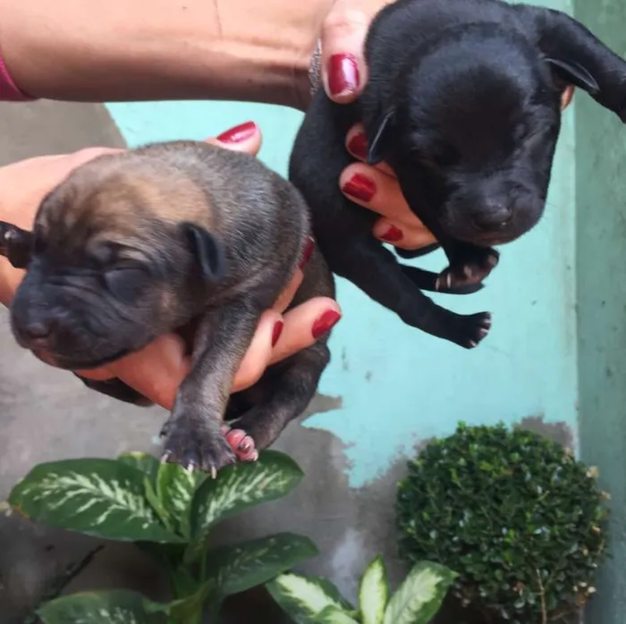 Cachorro ra a vira lata  idade Abaixo de 2 meses nome Filhotes 