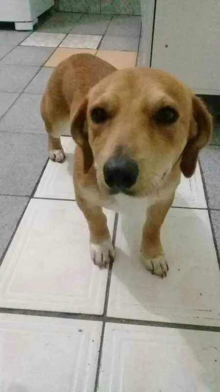 Cachorro raça dachshud idade 2 a 6 meses nome charlotte