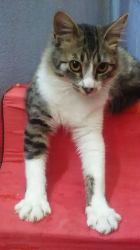 Gato raça srd idade 7 a 11 meses nome Sininho