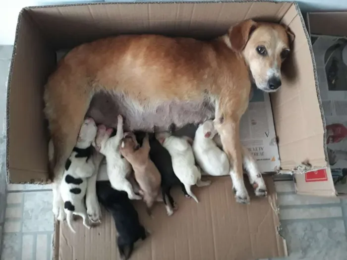 Cachorro ra a SRD idade Abaixo de 2 meses nome Lindos filhotinhos