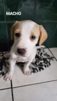 Lindos filhotinhos