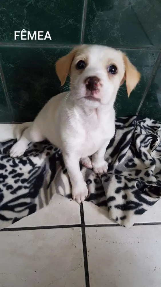 Cachorro ra a SRD idade Abaixo de 2 meses nome Lindos filhotinhos