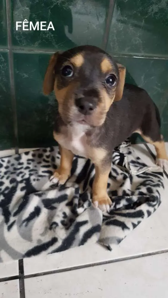 Cachorro ra a SRD idade Abaixo de 2 meses nome Lindos filhotinhos
