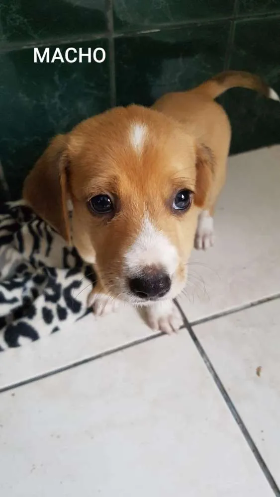 Cachorro ra a SRD idade Abaixo de 2 meses nome Lindos filhotinhos