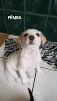 Lindos filhotinhos