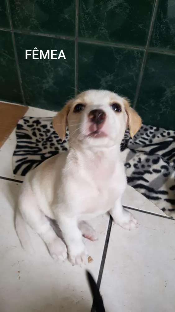 Cachorro ra a SRD idade Abaixo de 2 meses nome Lindos filhotinhos