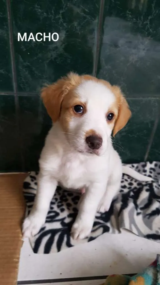 Cachorro ra a SRD idade Abaixo de 2 meses nome Lindos filhotinhos